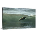 20 x 30 in. Galapagos Sea Lion Art Print R9459