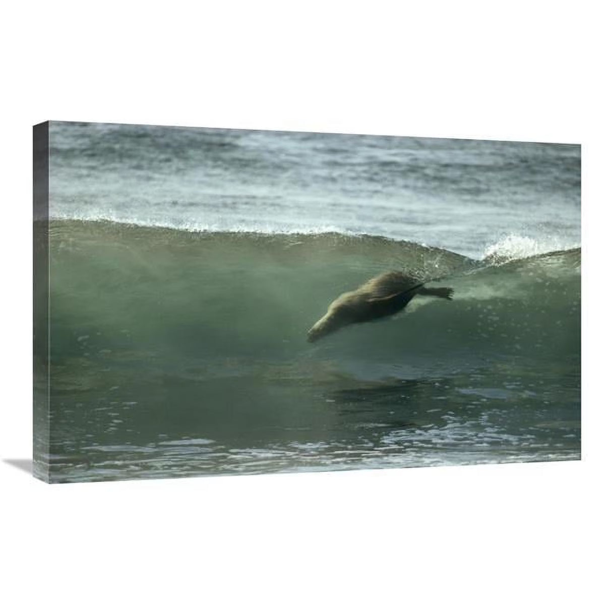 20 x 30 in. Galapagos Sea Lion Art Print R9459