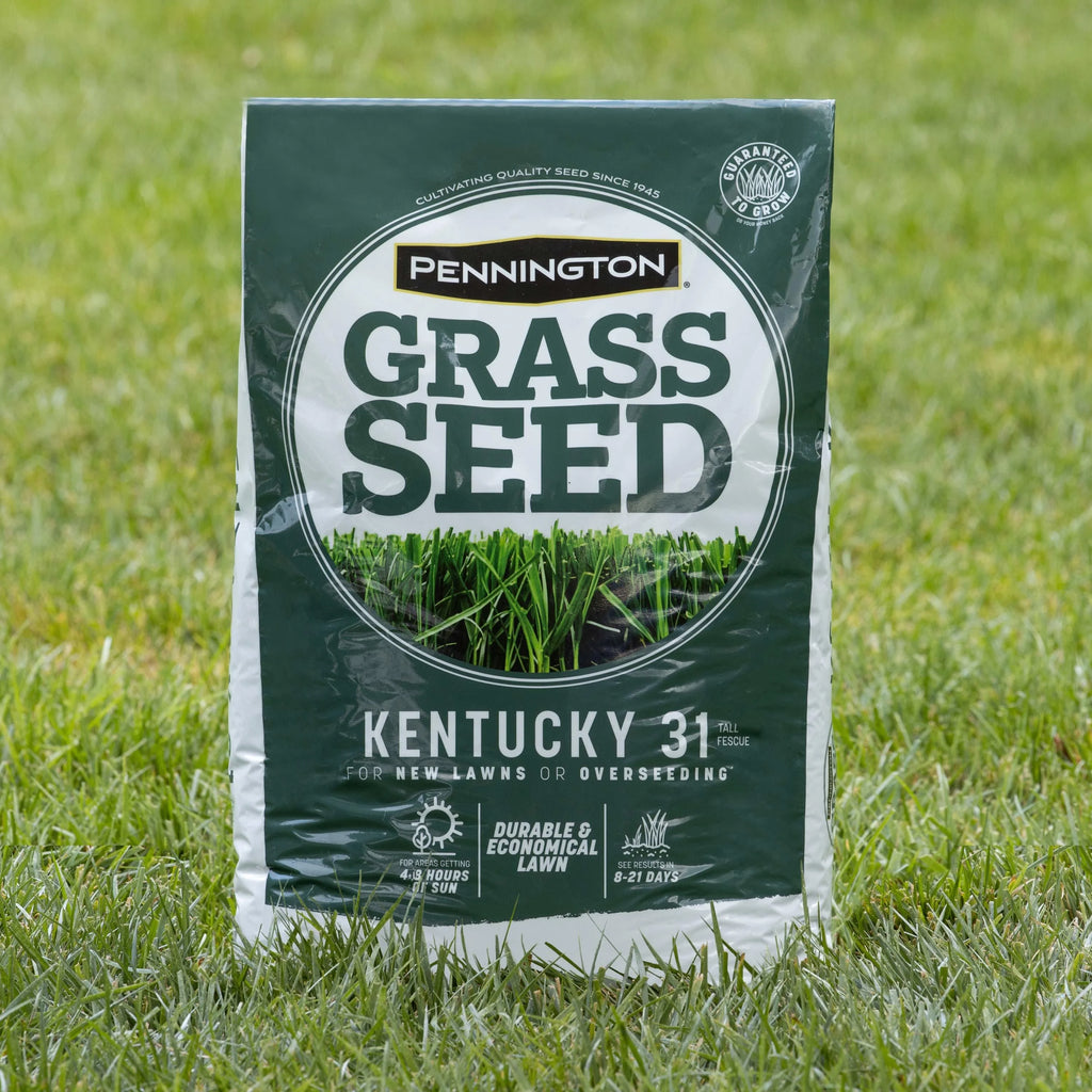 Kentucky 31 Tall Fescue Grass Seed, 20 lb. X322733