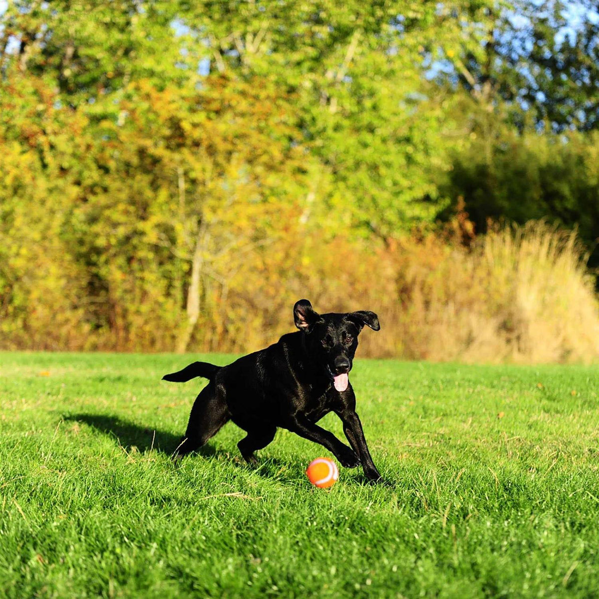 Tennis Ball A373