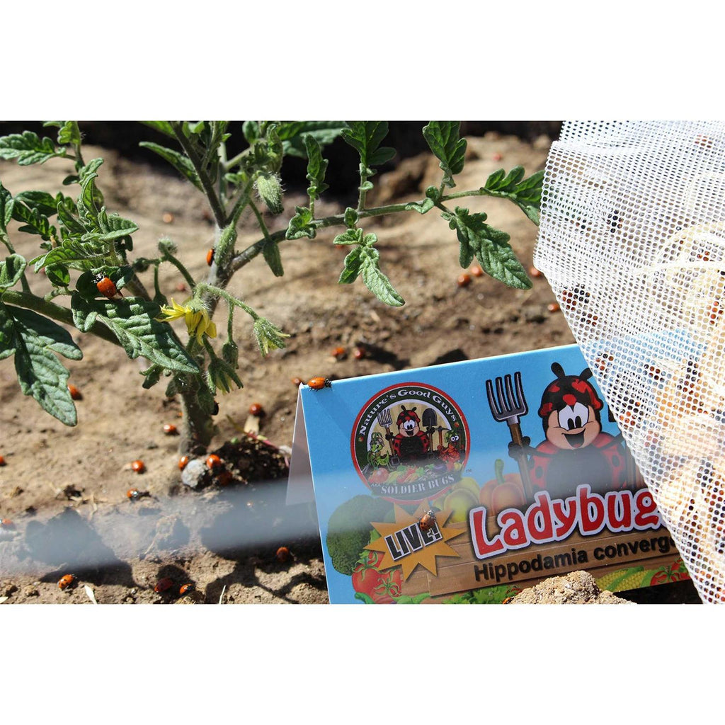 300 Live Ladybugs S267516