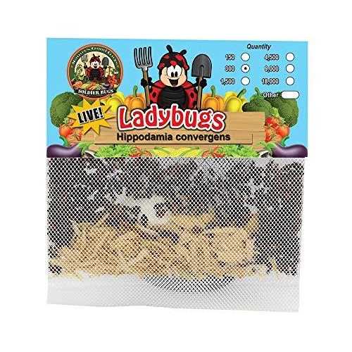 300 Live Ladybugs S267516