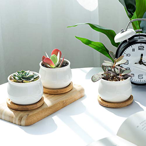 White Ceramic Mini Succulent Pots with Bamboo Trays Set of 6 G4844