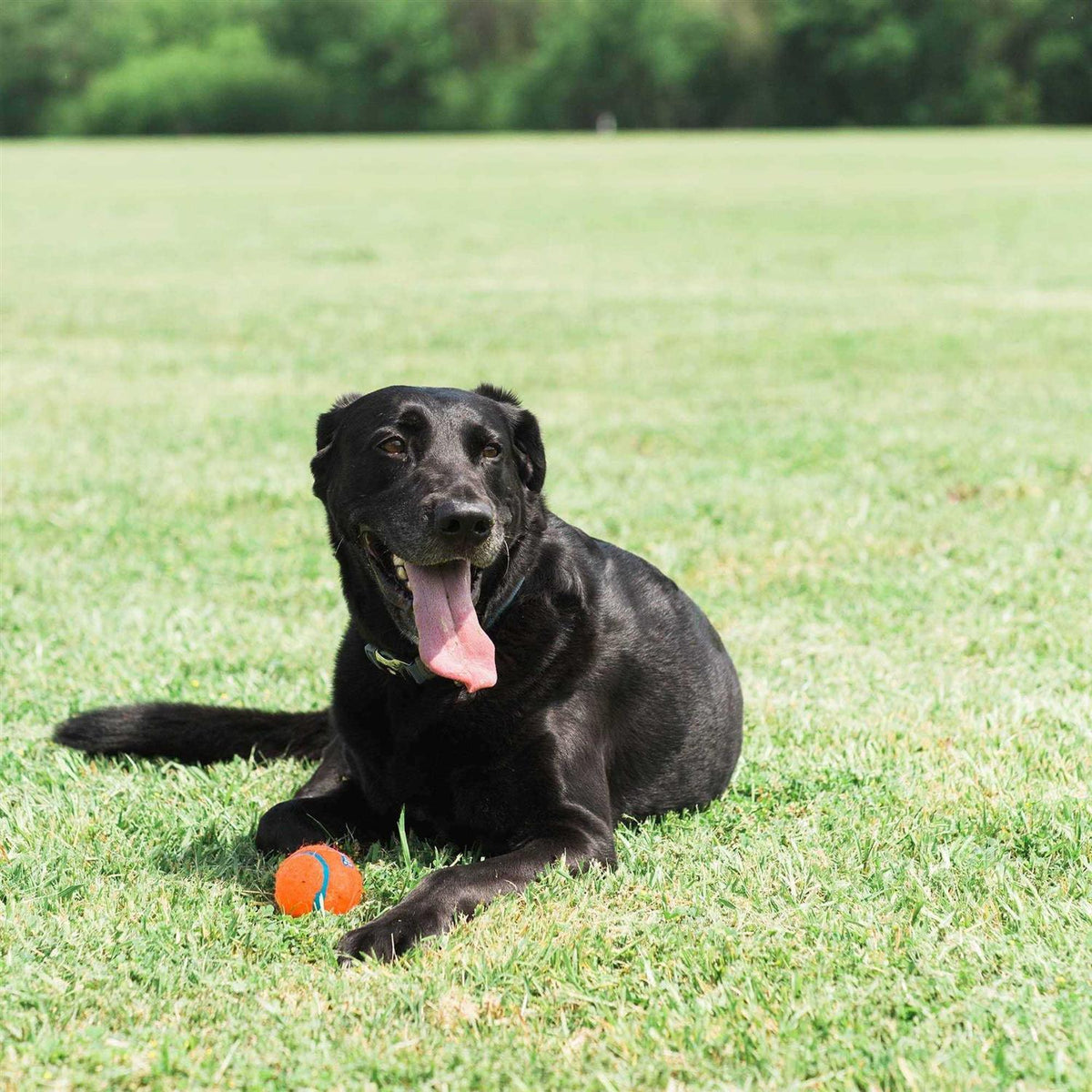 Tennis Ball A373