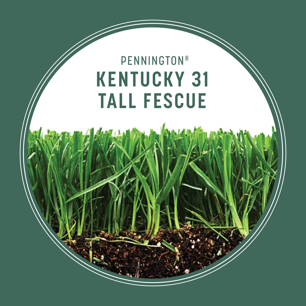 Kentucky 31 Tall Fescue Grass Seed, 20 lb. X322733