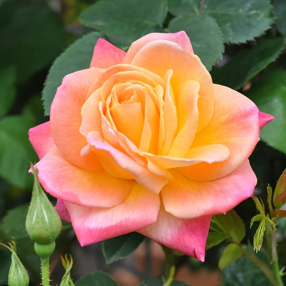 Climbing Rose Bush Live Plant Q737716