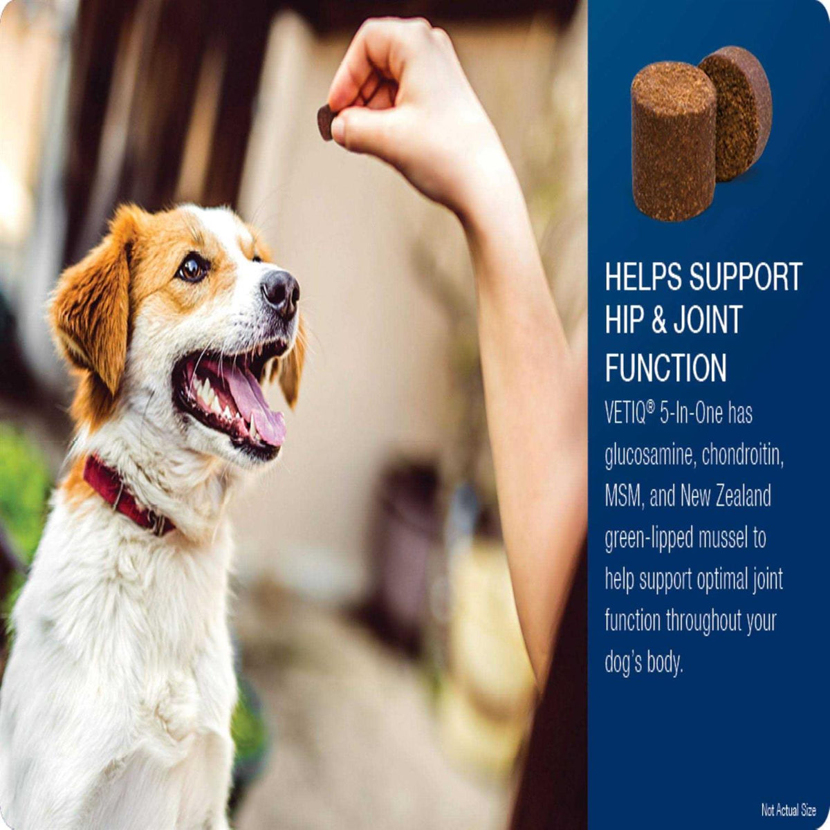 Soft Chews for Dogs O90556