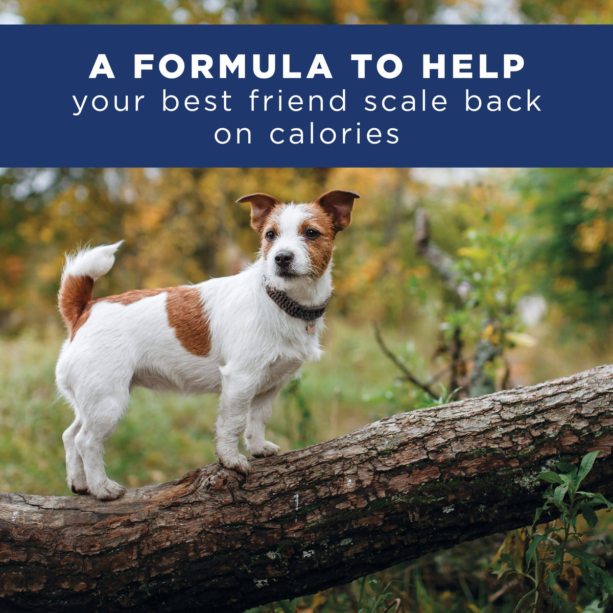 28 lb Chicken Meal Salmon Meal Barley Formula Dog Food K674494