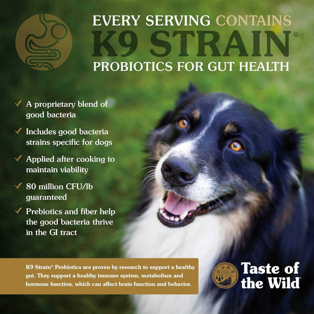 Dog Food P45514