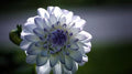 2 Bulbs Dahlia Bulbs K7856