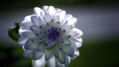 2 Bulbs Dahlia Bulbs K7856