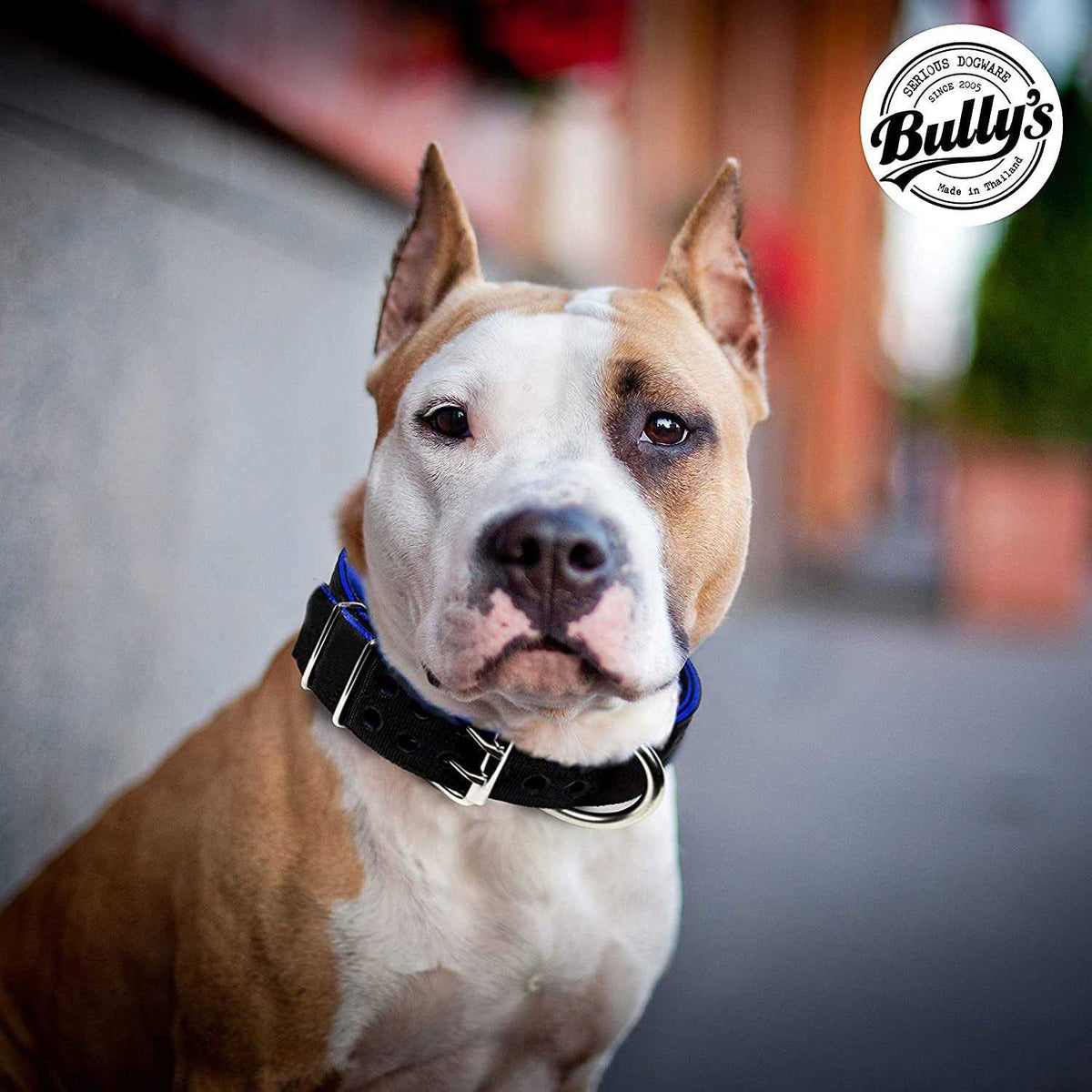 Dog Collar for Large Dogs W480917