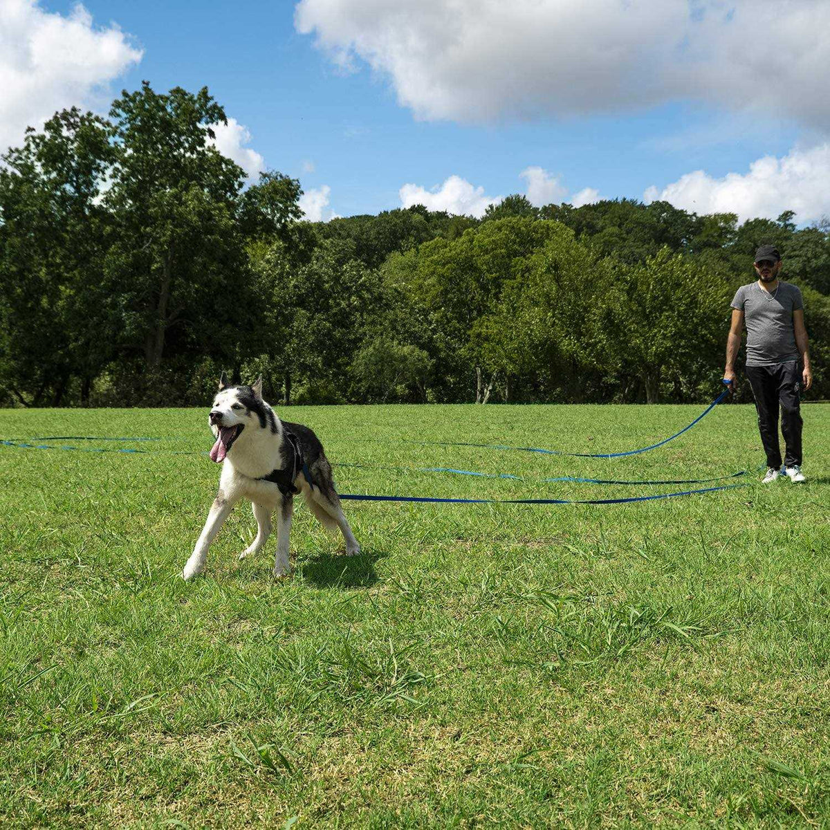 Dog Puppy Training Leash 15ft 20ft 30ft 50ft 100ft D67355