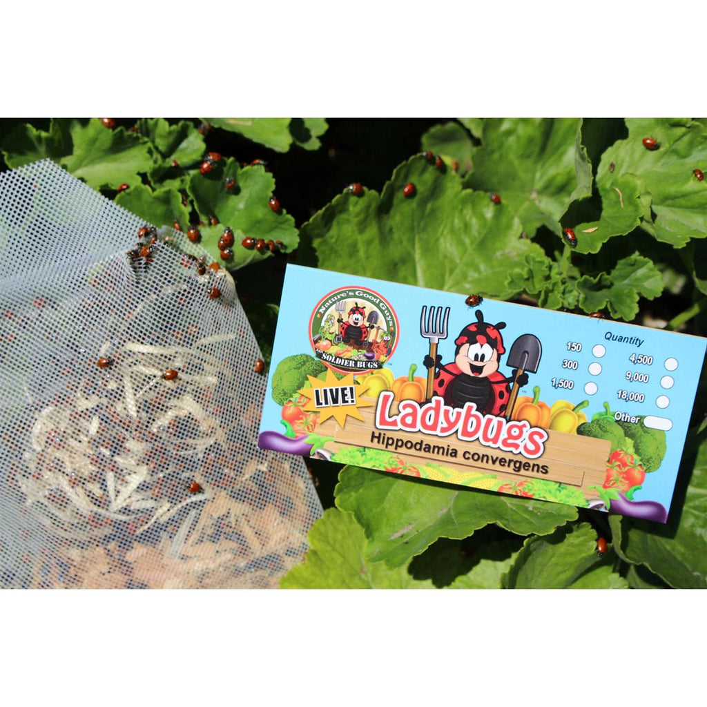 300 Live Ladybugs S267516