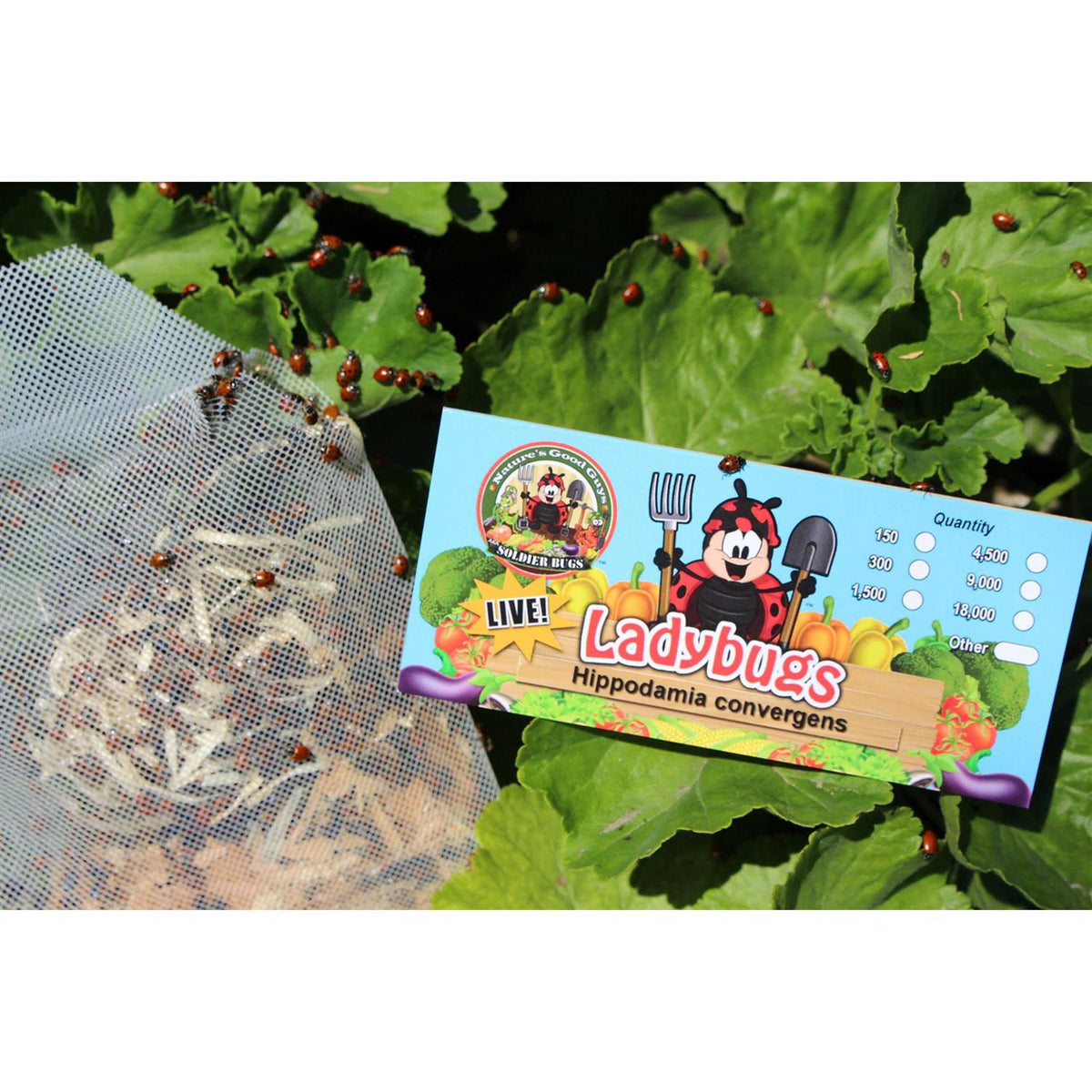 300 Live Ladybugs S267516