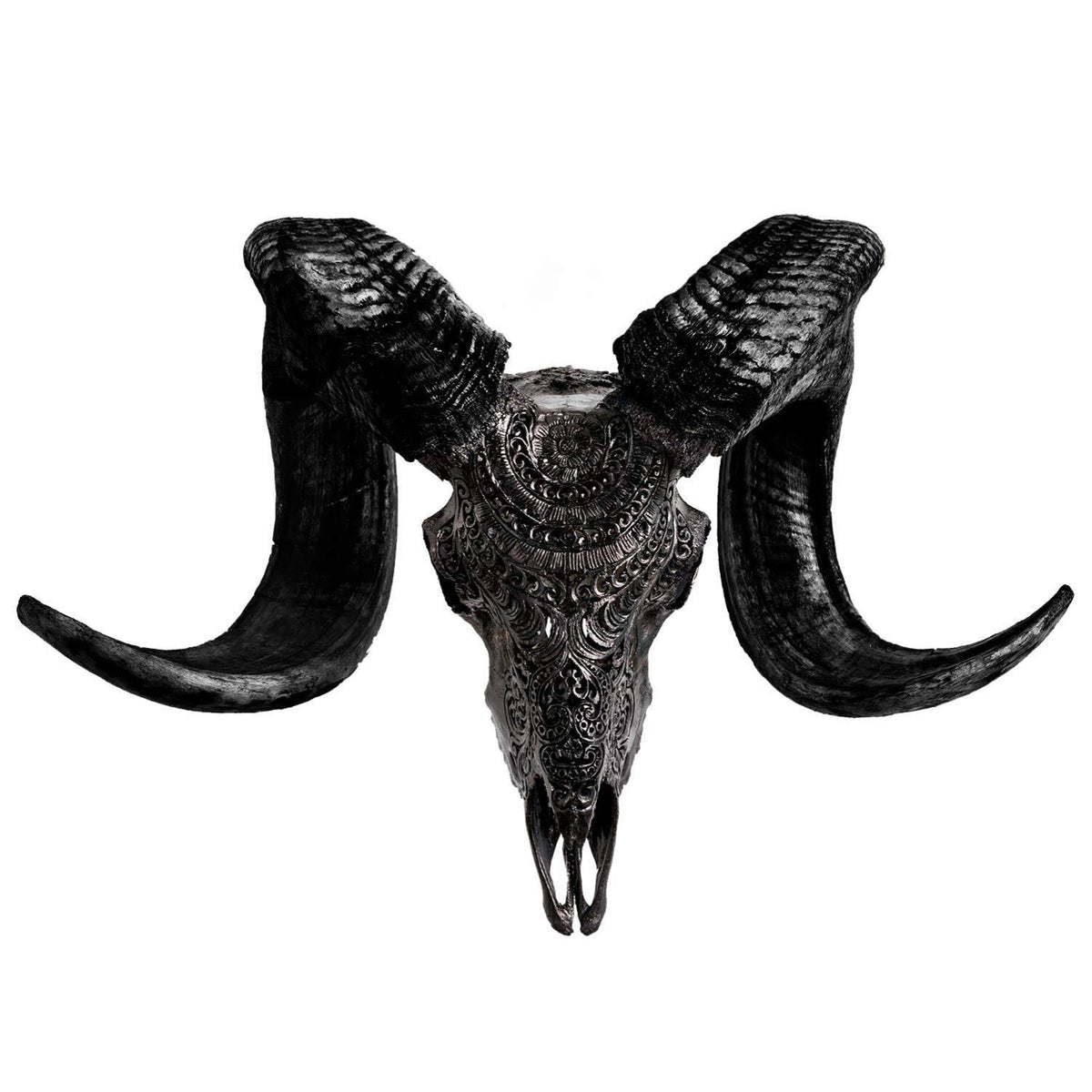 Genuine Ram Skull with Horns X5307
