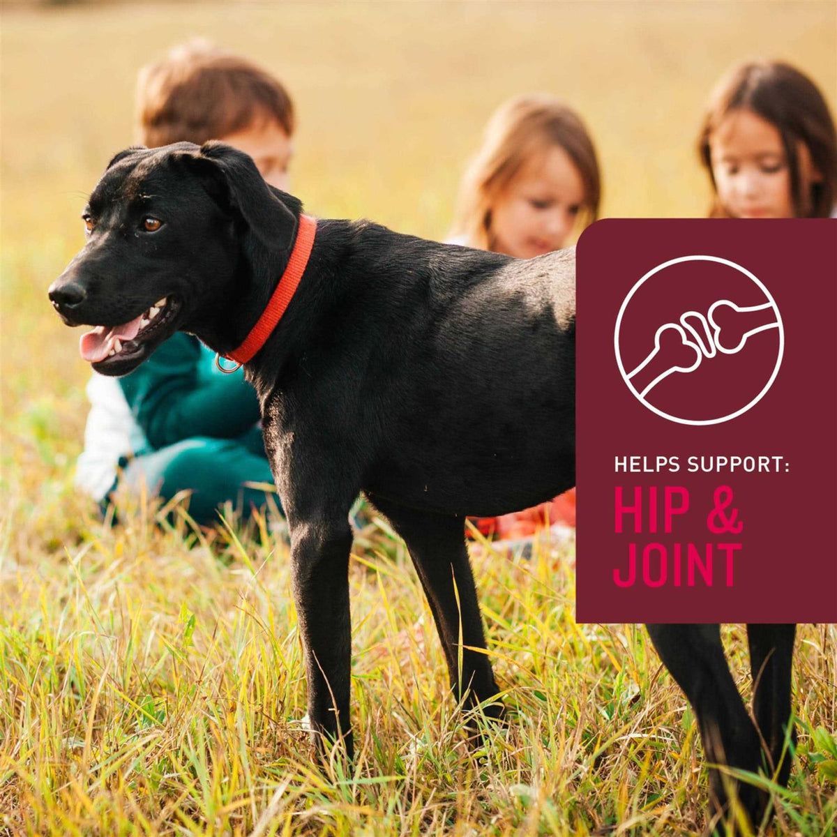 Soft Chews for Dogs O90556
