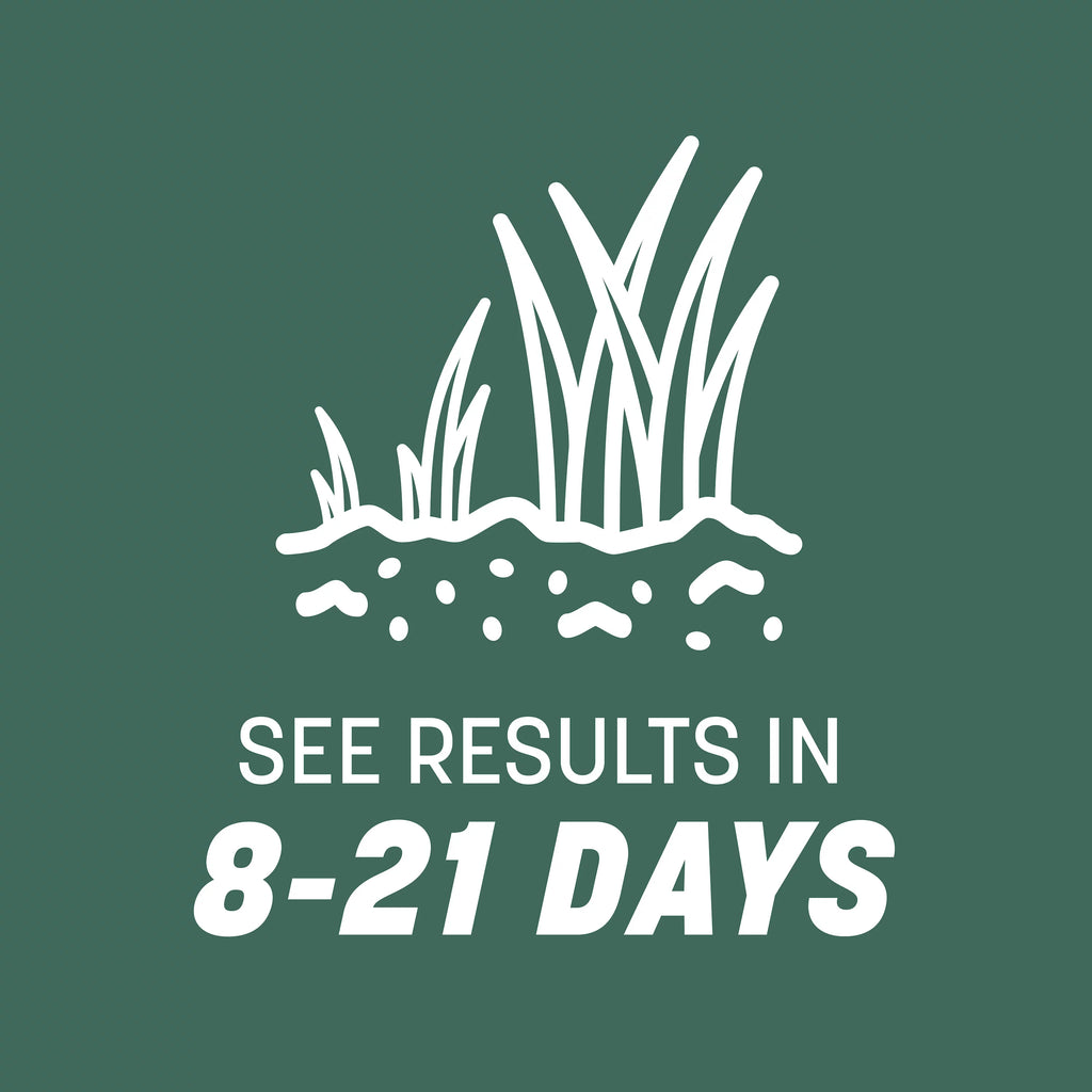 Kentucky 31 Tall Fescue Grass Seed, 20 lb. X322733