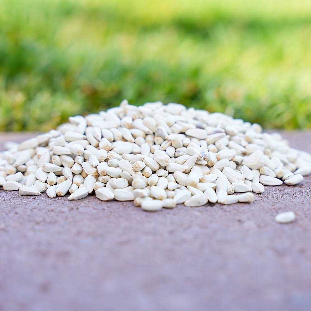 Safflower Seeds Wild Bird Food B4325