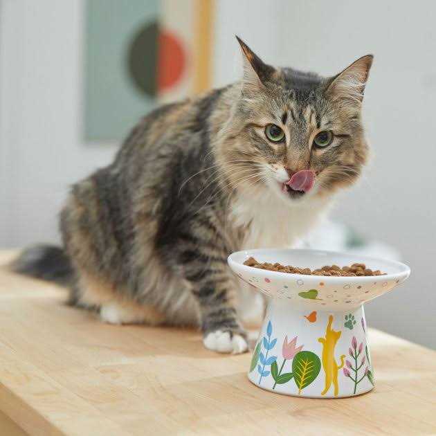Ceramic Elevated Cat Bowl A736