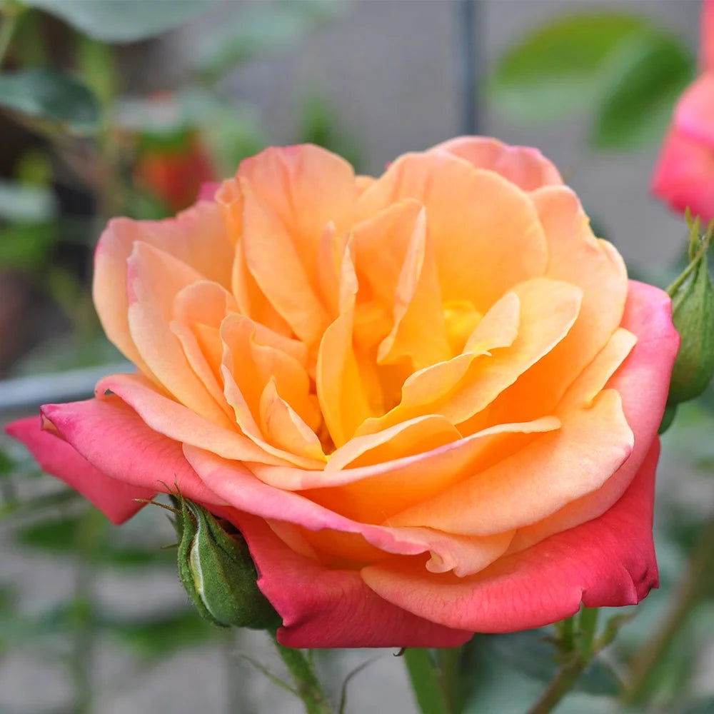 Climbing Rose Bush Live Plant Q737716