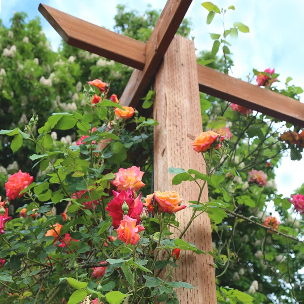Climbing Rose Bush Live Plant Q737716