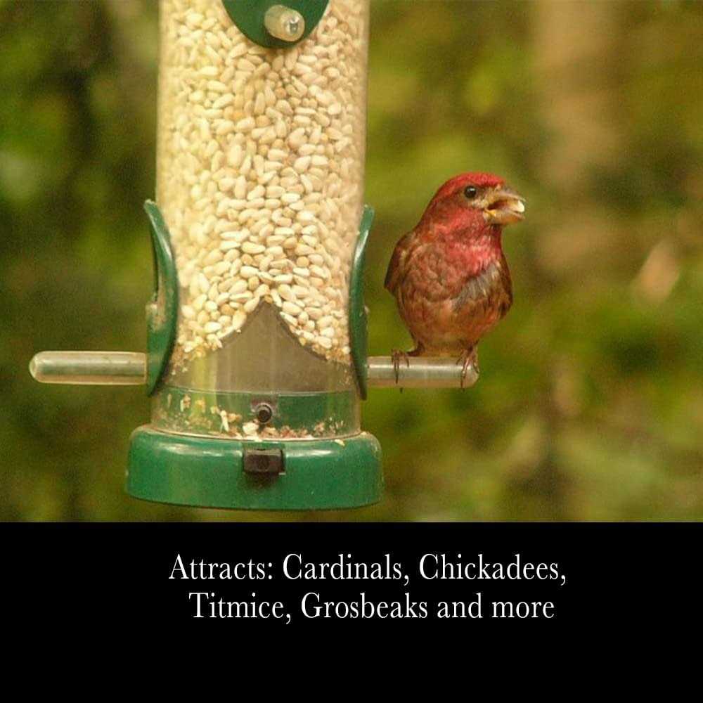 Safflower Seeds Wild Bird Food B4325