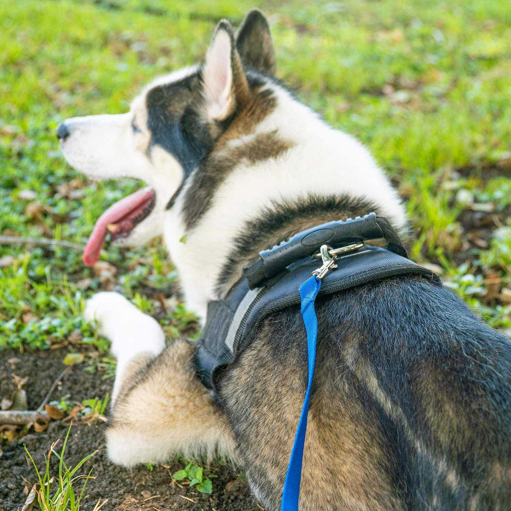 Dog Puppy Training Leash 15ft 20ft 30ft 50ft 100ft D67355