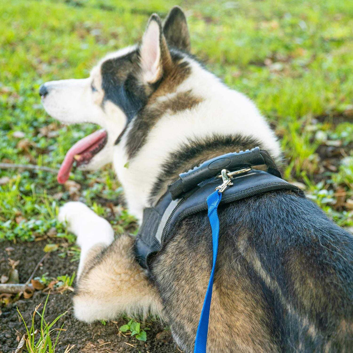 Dog Puppy Training Leash 15ft 20ft 30ft 50ft 100ft D67355