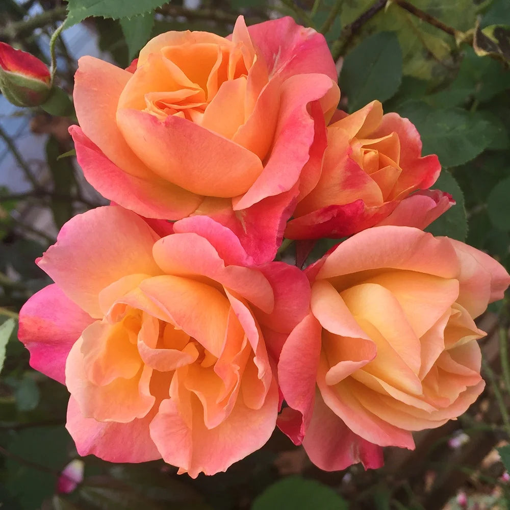 Climbing Rose Bush Live Plant Q737716