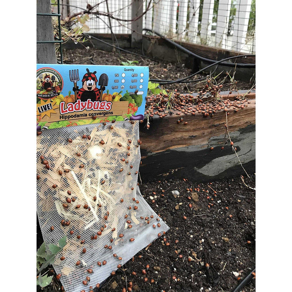 300 Live Ladybugs S267516